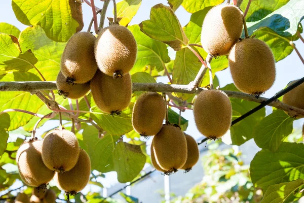 Kiwi rosnące w ogrodzie Zdjęcie Stockowe