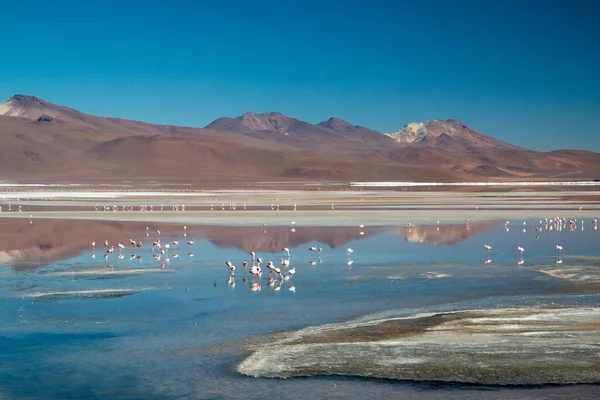 Flamants roses à Laguna Colorada — Photo