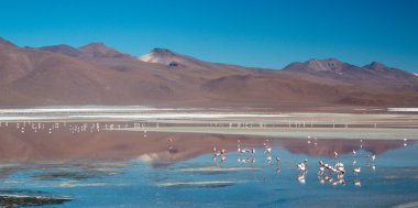 Flamingolar Laguna Colorada