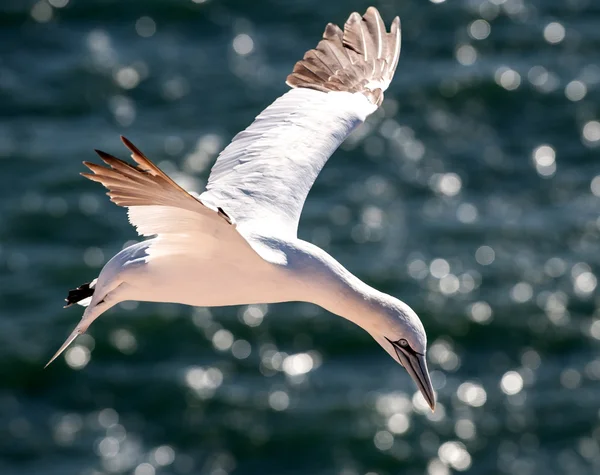 Gannet voando sobre o oceano — Fotografia de Stock