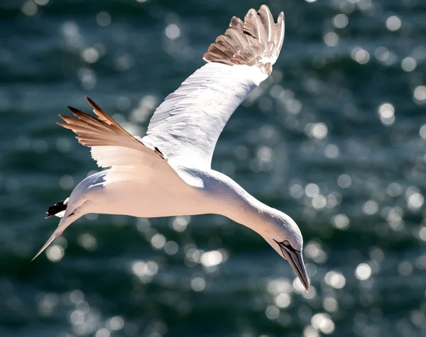 Gannet okyanus üzerinde uçan
