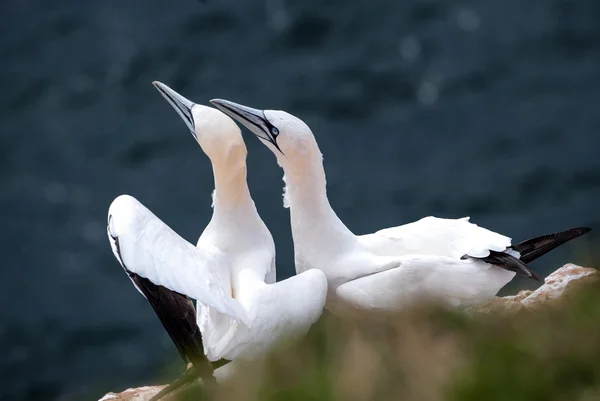 İki gannets birlikte oturan