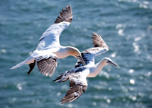İki gannets okyanus üzerinde uçan