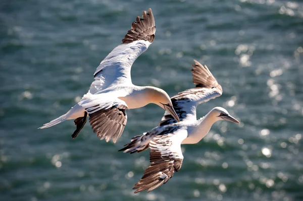 İki gannets okyanus üzerinde uçan