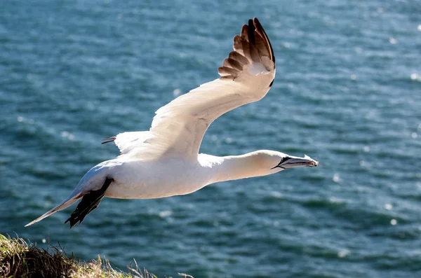 Gannet decolando — Fotografia de Stock