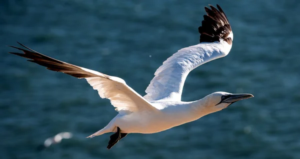 Gannet okyanus üzerinde uçan