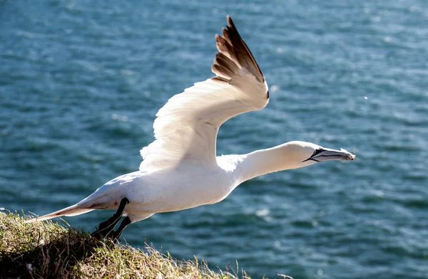 Gannet decolando — Fotografia de Stock