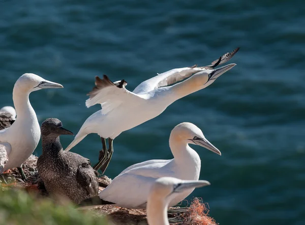 Gannet despegando del nido — Foto de Stock