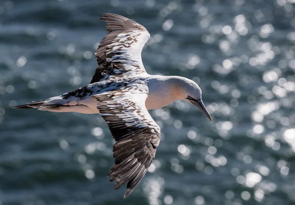 Basstölpel fliegen über Ozean — Stockfoto