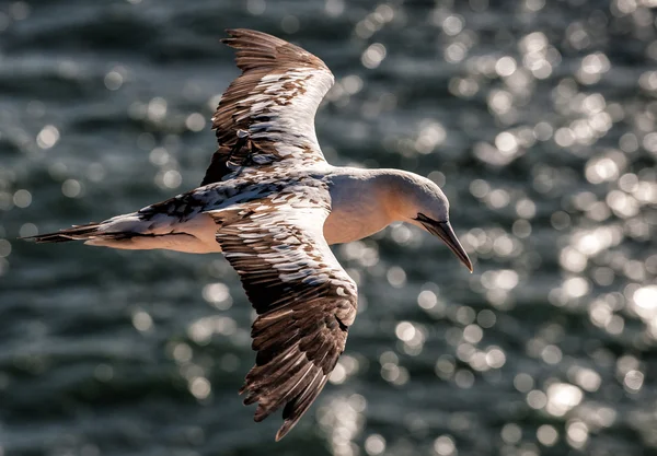 Gannet voando sobre o oceano — Fotografia de Stock