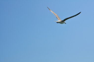 martı uçuş, Venedik, İtalya