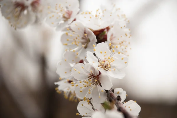 Blüten des Aprikosenbaums — Stockfoto