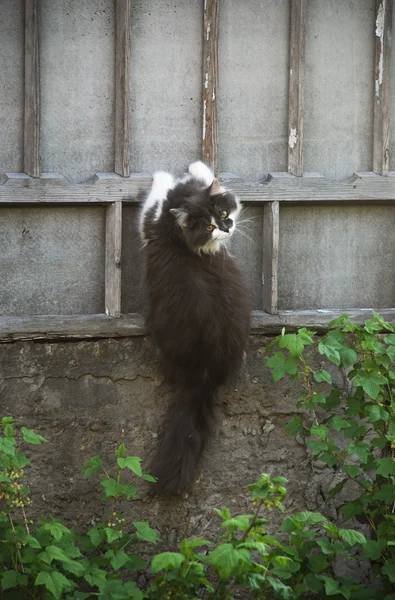 Kat klampt zich vast aan het hek — Stockfoto
