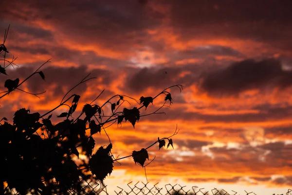 Contornos das árvores no fundo do pôr-do-sol — Fotografia de Stock