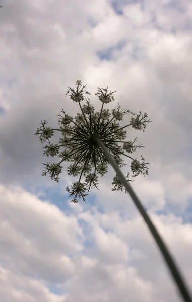 Blomställning av vit morot blommor på bakgrunden av himlen — Stockfoto