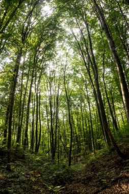 Gün batımında kayın ormanı