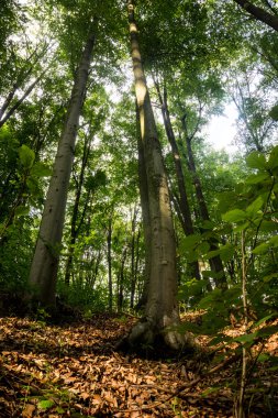 Gün batımında kayın ormanı