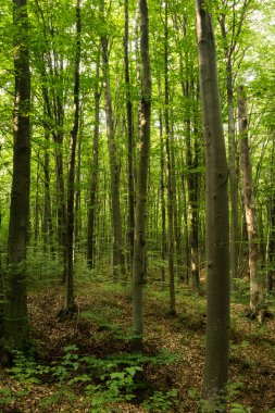 Gün batımında kayın ormanı