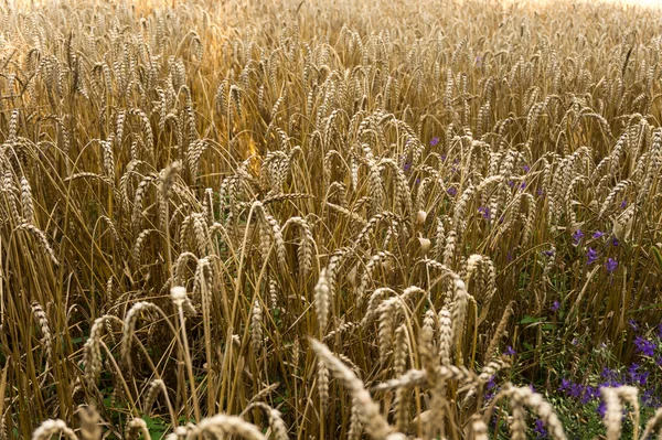 Field with ripe ears of wheat Royalty Free Stock Images