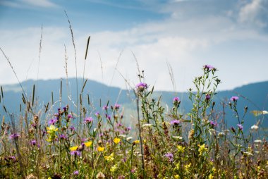 Bir arka planda dağların çayır çiçekli