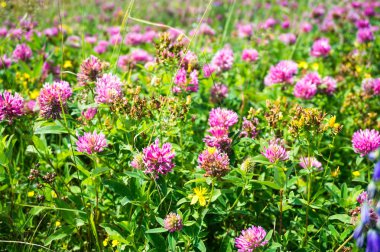 Vahşi çiçekli çayır