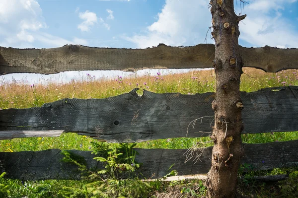 Kvetoucí louka za starý dřevěný plot — Stock fotografie