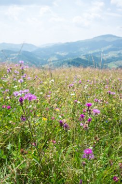 Bir arka planda dağların çayır çiçekli