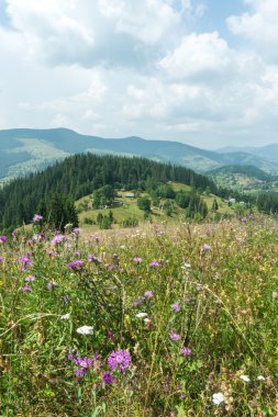 Bir arka planda dağların çayır çiçekli