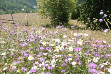 Bir arka planda dağların çayır çiçekli