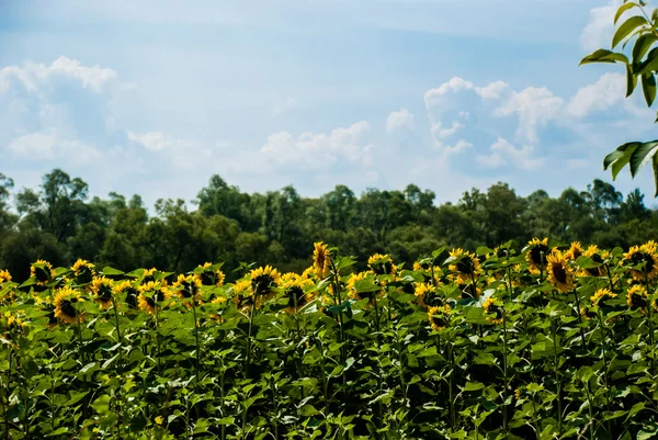 Campo de girasoles sobre un fondo de árboles verdes y cielo azul — Foto de Stock