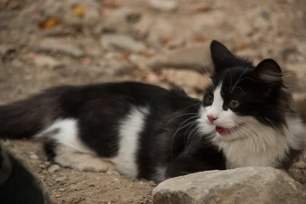 Harige kat is liggend op een stoffige rotsachtige weg — Stockfoto