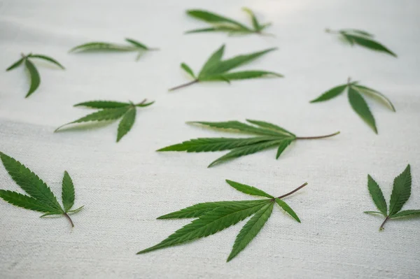 Hojas de cannabis sobre lienzo de hamp. Primer plano —  Fotos de Stock