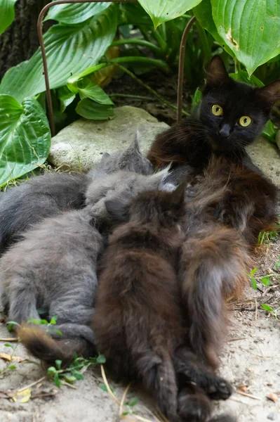 Moeder Kat Voedt Haar Grijze Zwarte Kittens Natuur — Stockfoto
