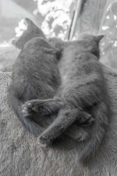 Twee Grijze Pluizige Kitten Slapen Omhelzend — Stockfoto