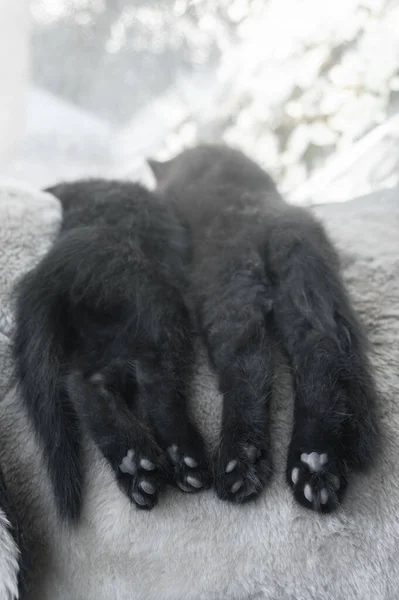 Dvě Černá Chlupatá Koťátka Spící Bok Boku Tlapy Visící Postele — Stock fotografie