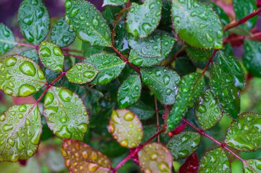 Bitki arkaplanı. Gül yapraklarında yağmur damlaları