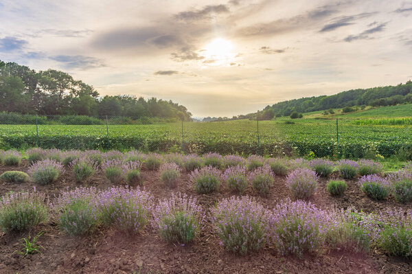 Blooming purple lavender on field