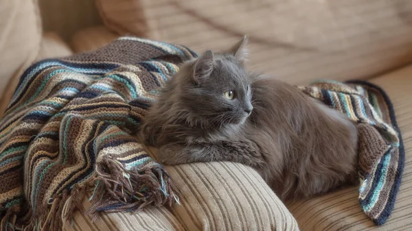 Chat Moelleux Gris Sur Une Couverture Laine Dans Fauteuil — Photo