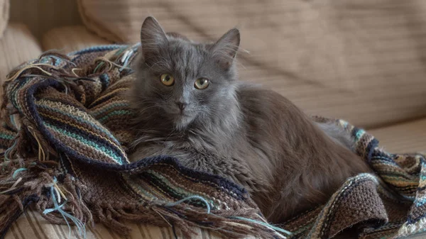 Koltukta Yün Bir Battaniye Üzerinde Gri Tüylü Kedi — Stok fotoğraf