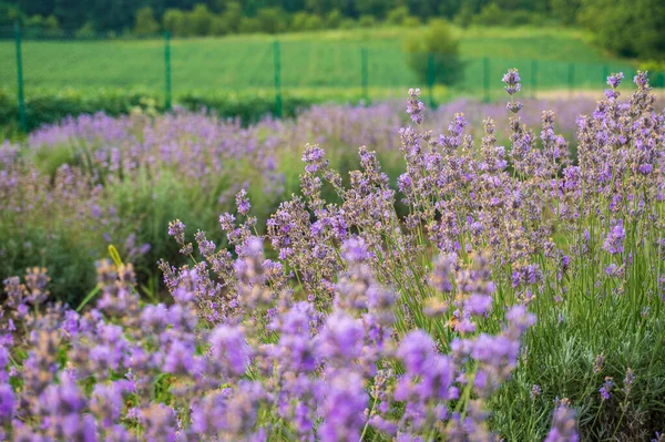 Field of blooming purple lavender — Stock Photo, Image
