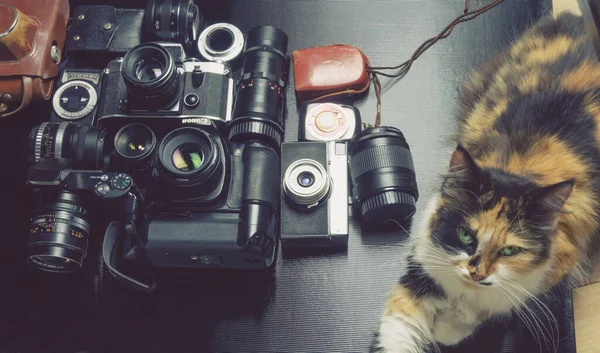 Cat Sentado Cerca Equipos Fotográficos Antiguos Cámaras Lentes —  Fotos de Stock