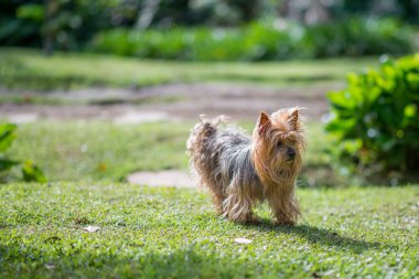 Yorkshire Terrier Köpek yeşil bir alanda ayakta