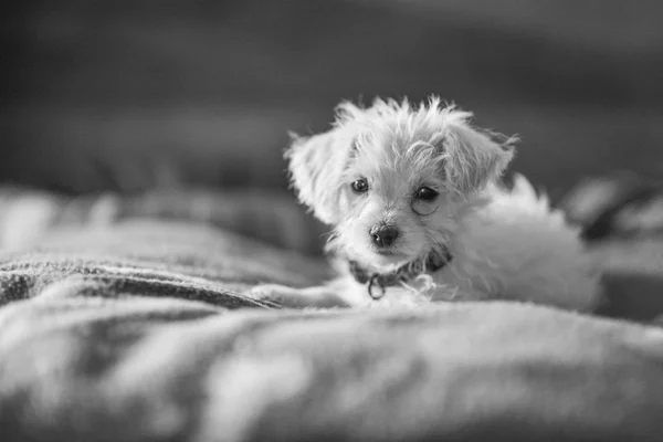 Puppy on a bed — Stock Photo, Image