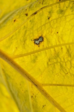 Sarı yaprak Texutre