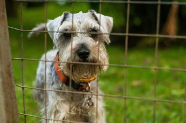 Demir parmaklıklar arkasında Gri Schnauzer köpek