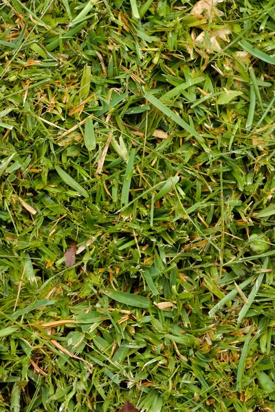 Green Grass Texture — Stock Photo, Image