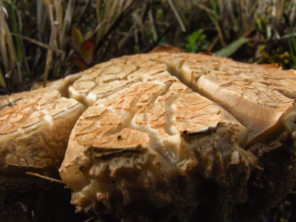 Wild Brown Mushroom — Stock Photo, Image