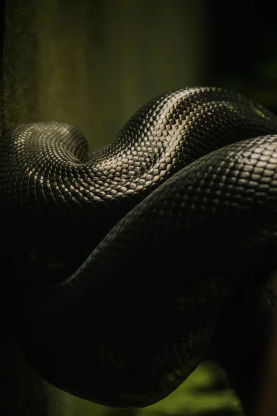 Anaconda Snake rusten — Stockfoto