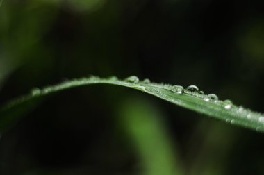 vahşi yeşil yaprakları 