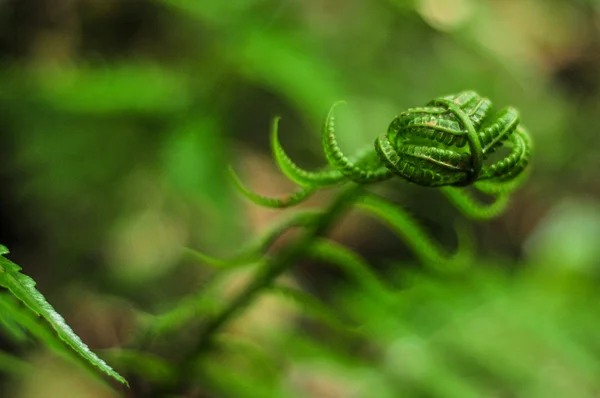 Wilde grüne Blätter — Stockfoto